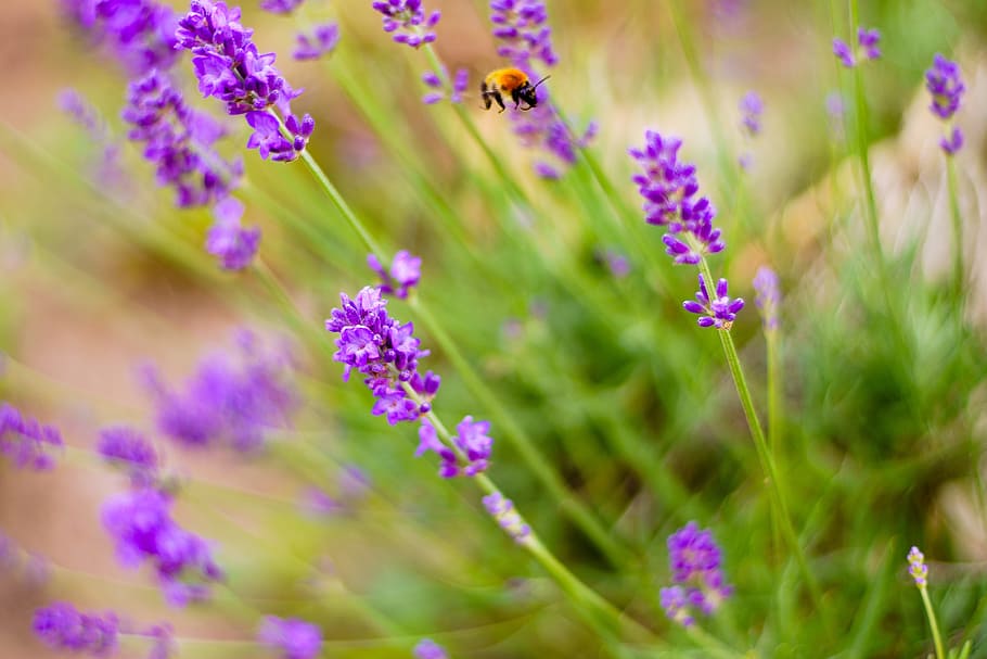 bumblebee, insect, lavender, nature, flower, purple, summer HD wallpaper