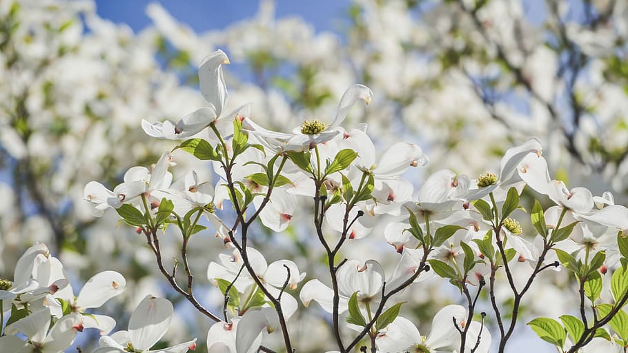 white petaled flower, selective focus photography of white petaled flowers HD wallpaper
