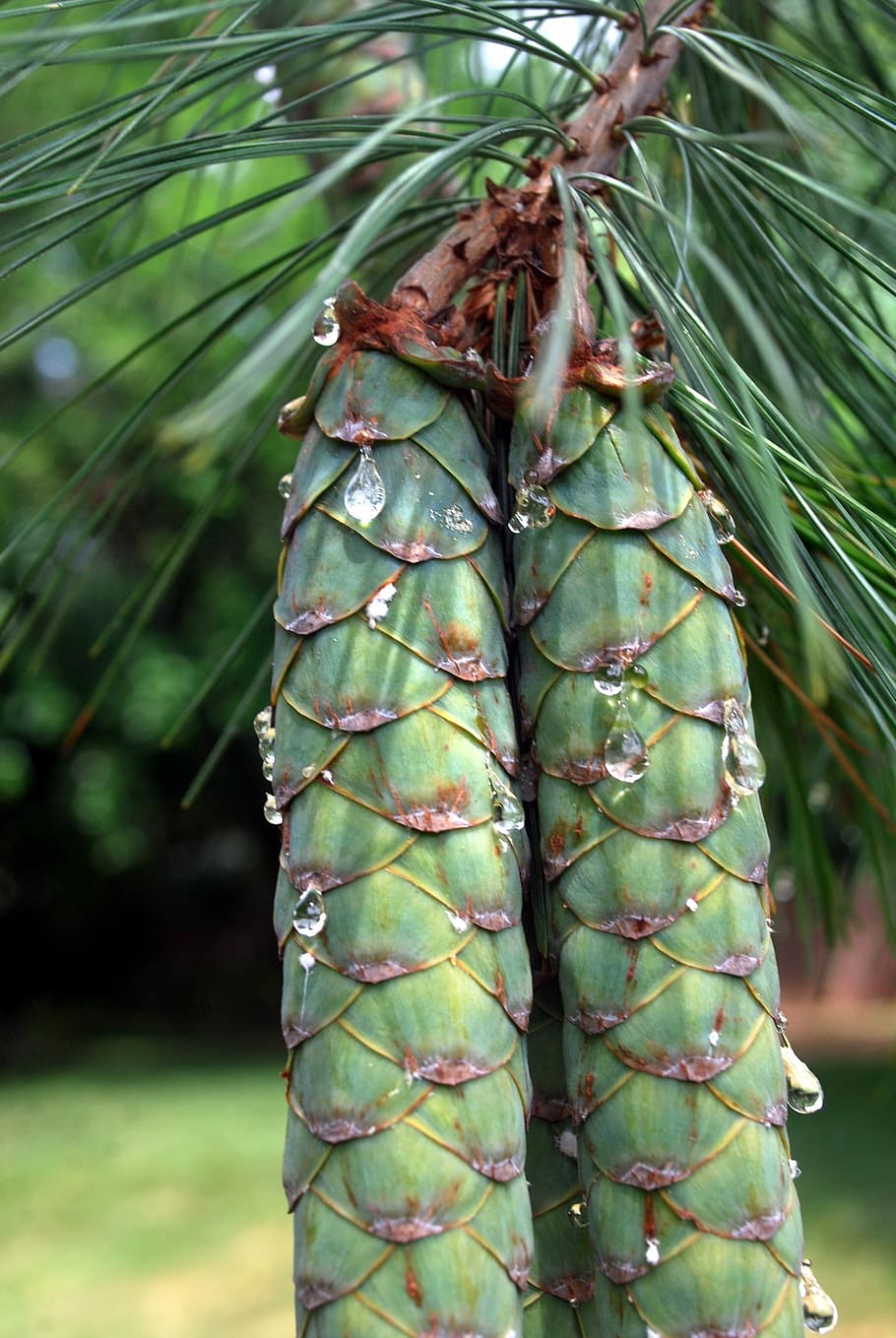 Pine, Cone, Cones, Tree, Sap, Needles, green color, focus on foreground HD wallpaper