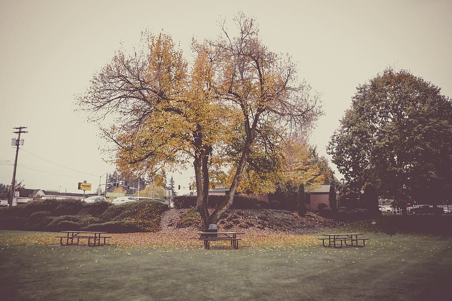 autumn, fall, leaves, park, trees, grass, green, bench, nature HD wallpaper