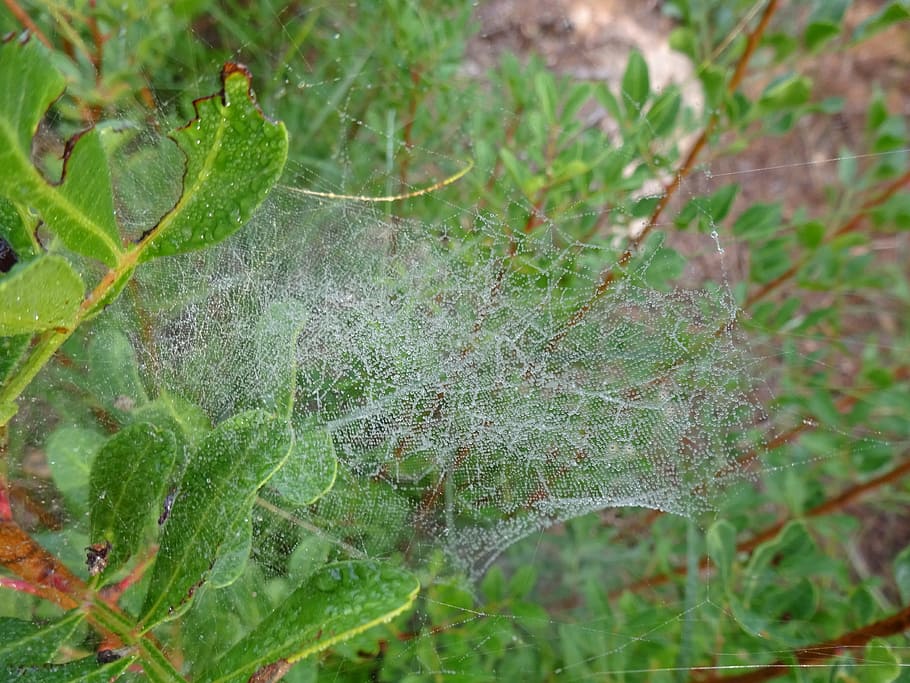 cobweb, forest, autumn, leaf, plant, plant part, green color HD wallpaper