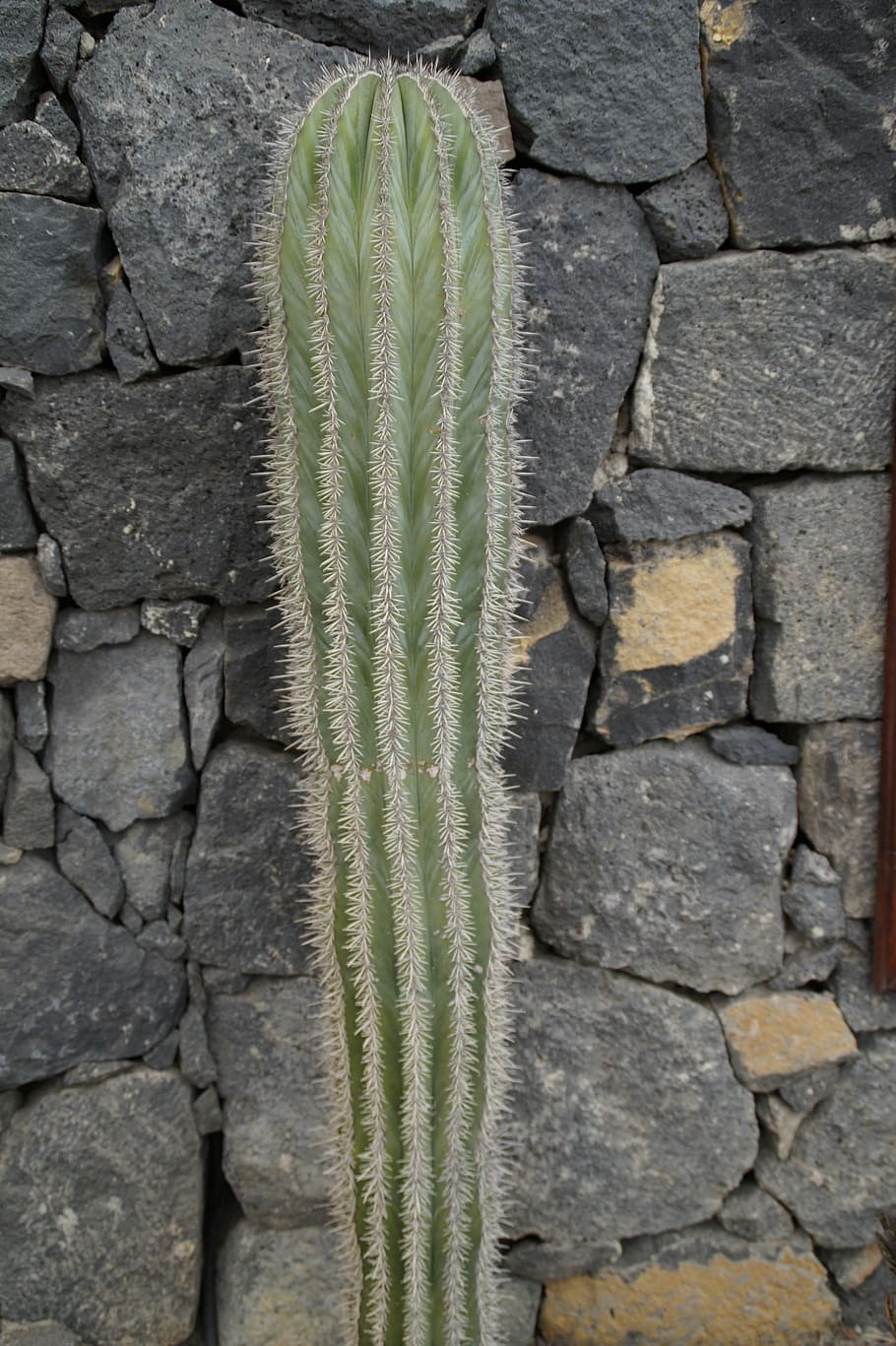 cactus, wall, front yard, garden wall, home, bed, prickly, no people HD wallpaper