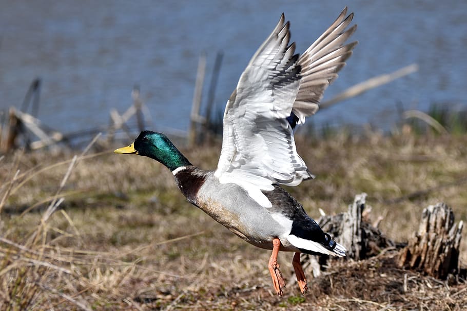 mallard duck, taking off, bird, animal themes, animal wildlife HD wallpaper