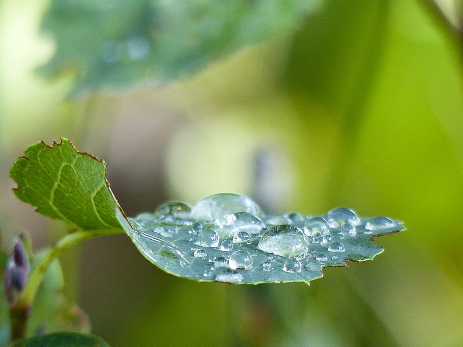 macro photography of green leaf with water dew, shrub, bush HD wallpaper