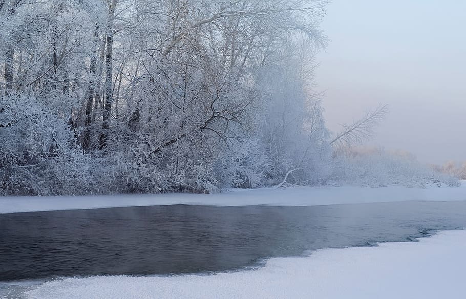 photo of snowy terrain and tall trees taken near body of water HD wallpaper