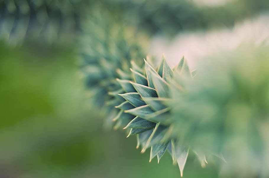 blur, bright, flora, flower, garden, grass, growth, leaf, needle HD wallpaper