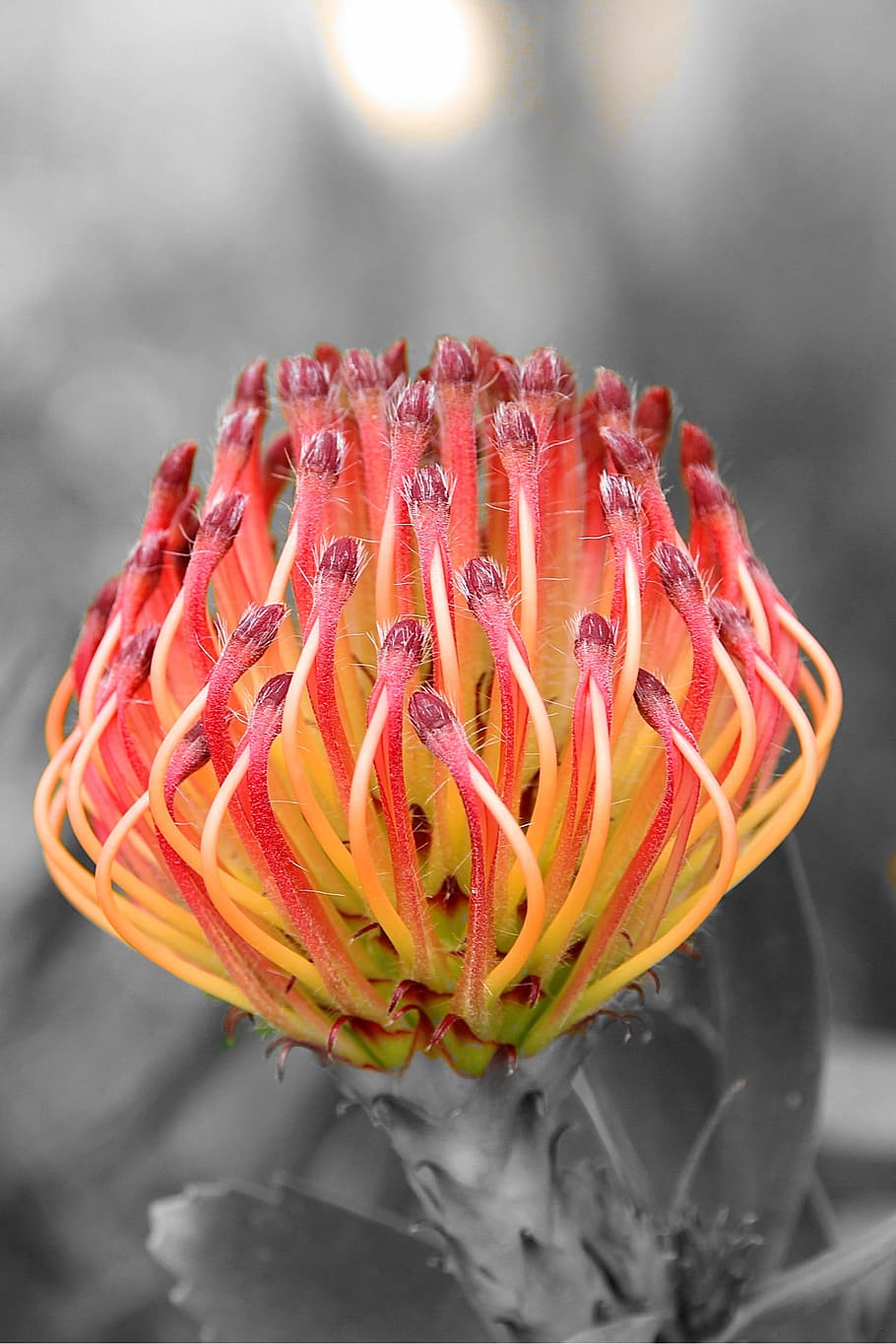 flower, flora, plant, freshness, close-up, flowering plant HD wallpaper