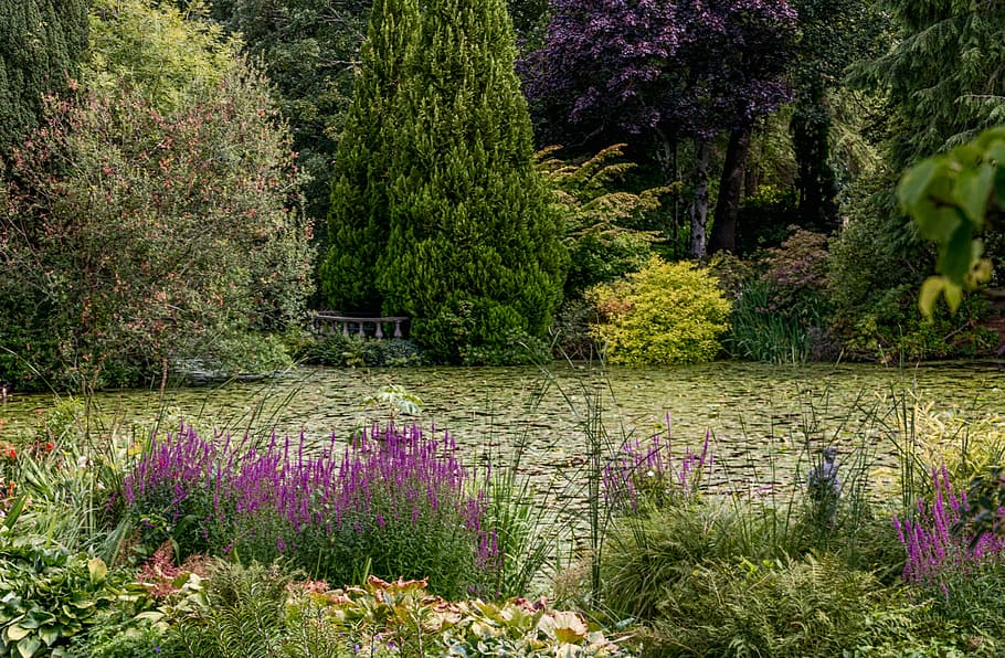 lake, trees, flora, garden, plant, growth, beauty in nature HD wallpaper