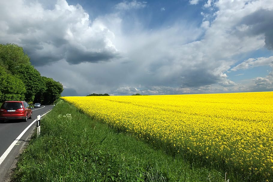 red vehicle on road beside yellow flower field at daytime, oilseed rape HD wallpaper