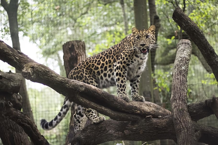 leopard on wooden trunk, Aza, Jacksonville, Zoo, Wild, animal, HD wallpaper