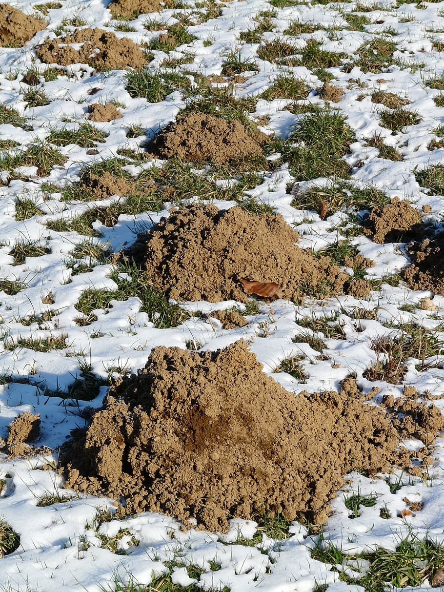 Molehill, Earth, Dig, erdhaufen, scoop, meadow, winter, cold HD wallpaper