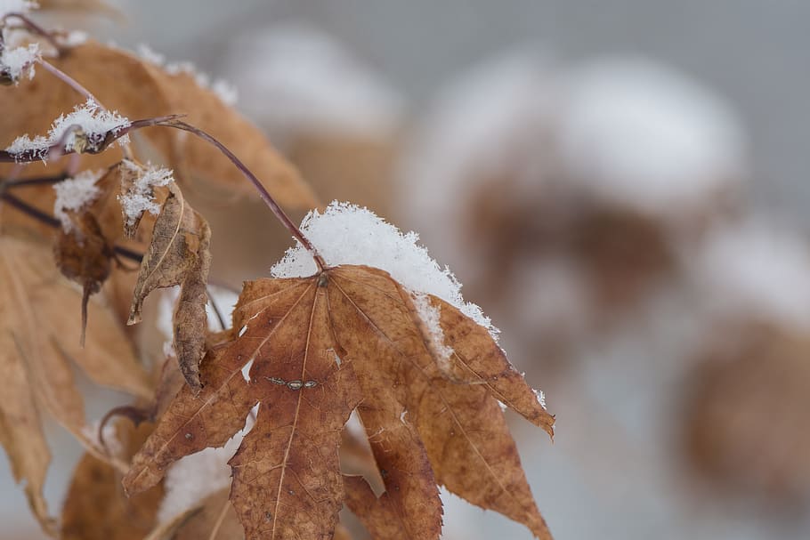 Close Up Photography of a Withered Leaf, blur, blurred background HD wallpaper
