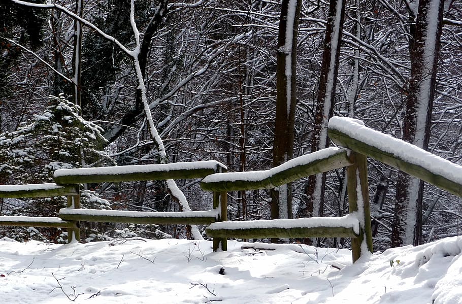 winter, snow, winter landscape, forest, wooded barrier, path HD wallpaper