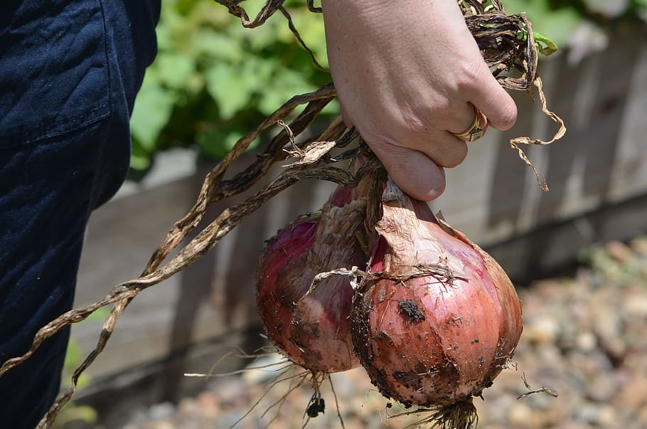 person holding sweet potato, onions, cut, fresh, vegetable HD wallpaper