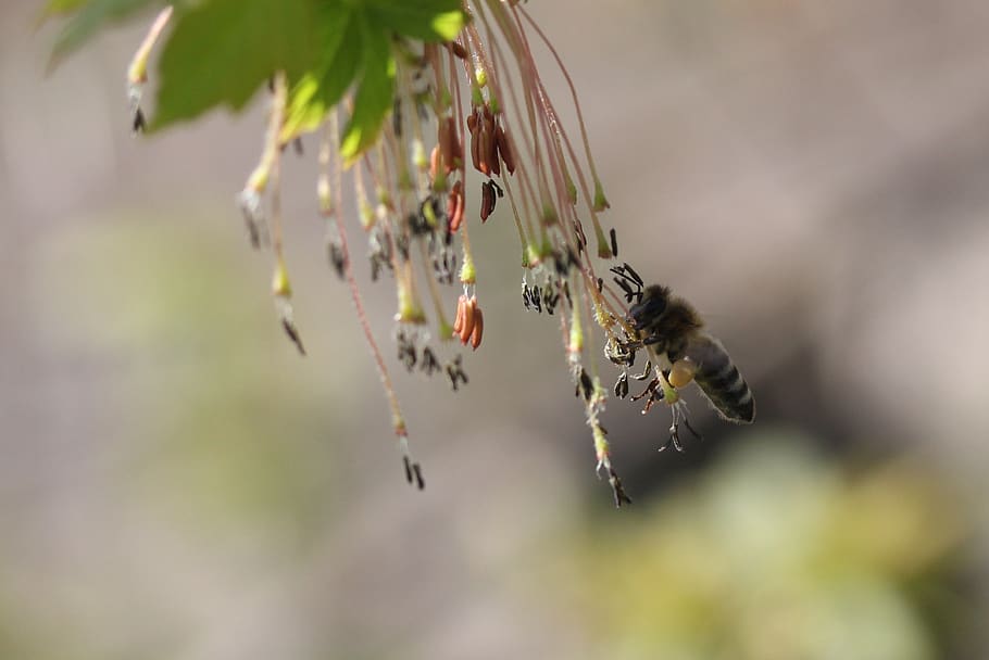 bee, flight, pollination, insecta, nature, spring, invertebrate HD wallpaper