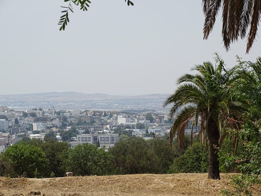 tunisia, city, tree, palm, landscape, plant, building exterior HD wallpaper