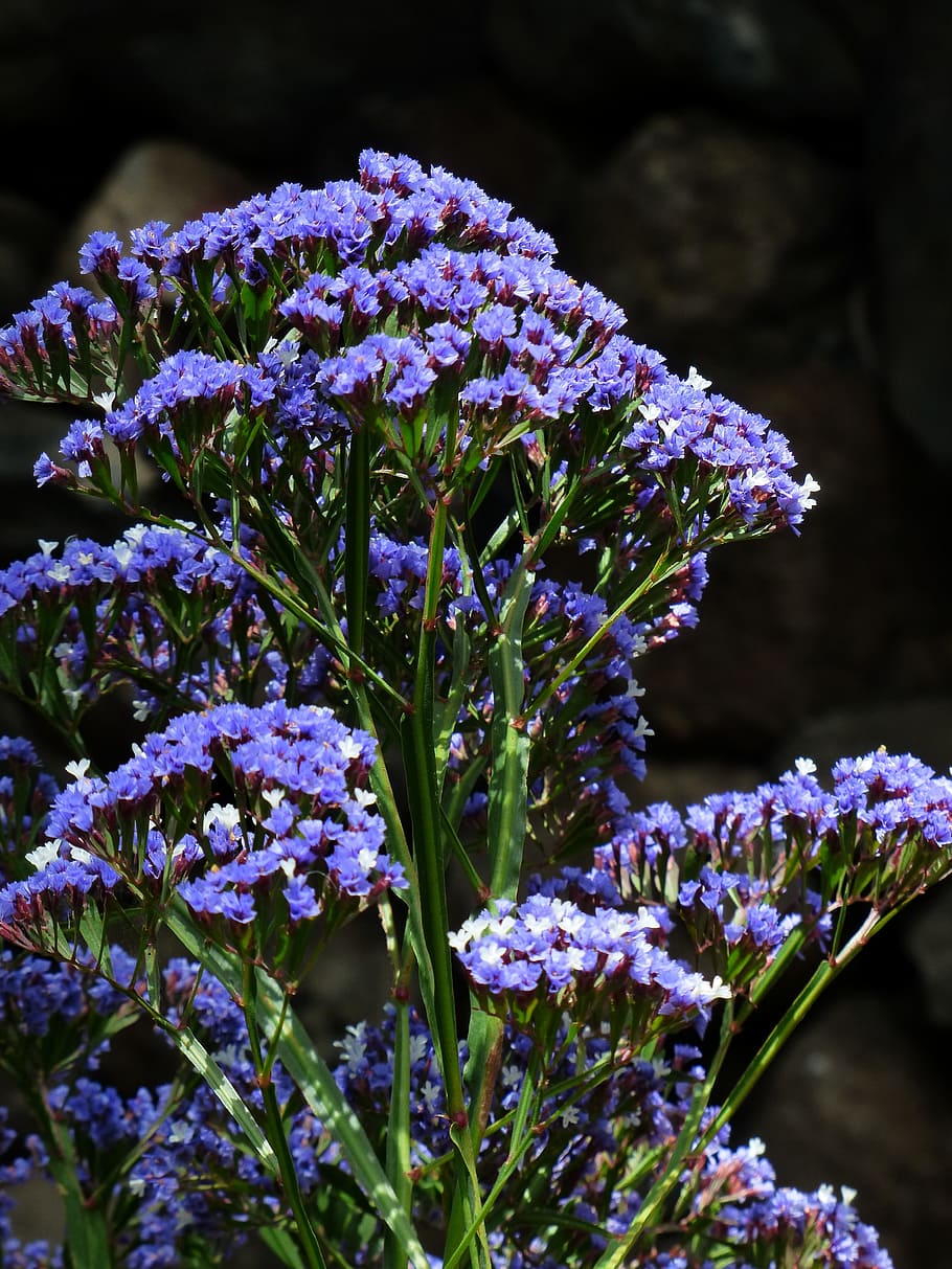 flower, blossom, bloom, blue, beach lilac, winged beach lilac HD wallpaper