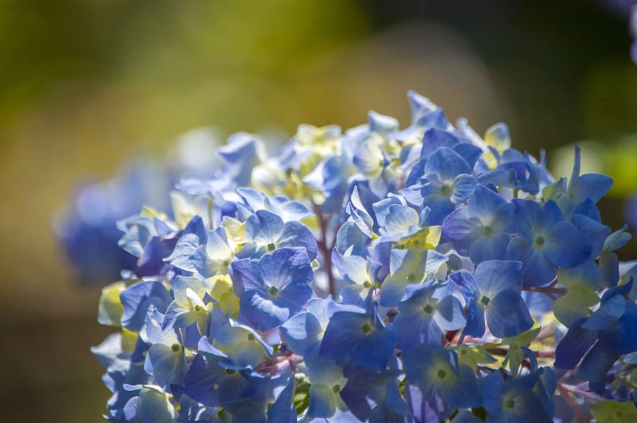Hydrangea, Flower, Floral, Garden, spring, blue, gardening HD wallpaper
