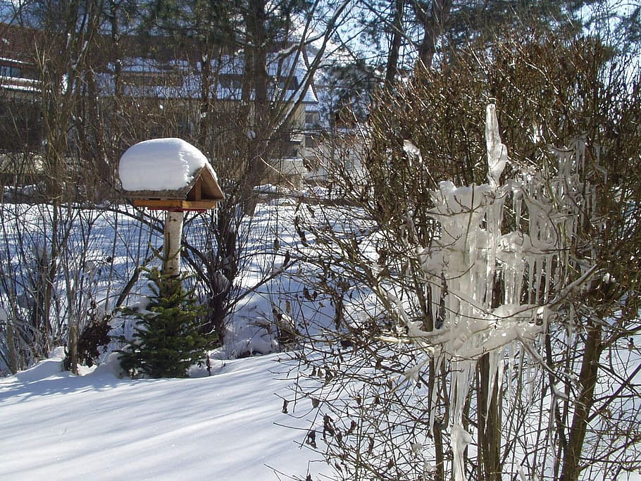 Winter, Aviary, Snow, cold temperature, tree, snowing, nature HD wallpaper