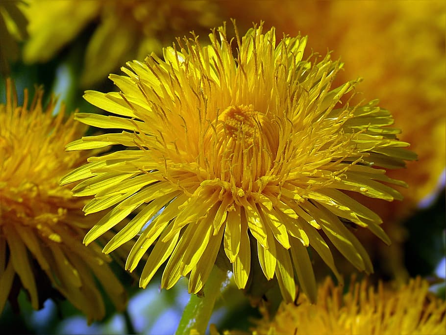 flower, dandelion, yellow, spring, summer, flowering plant HD wallpaper