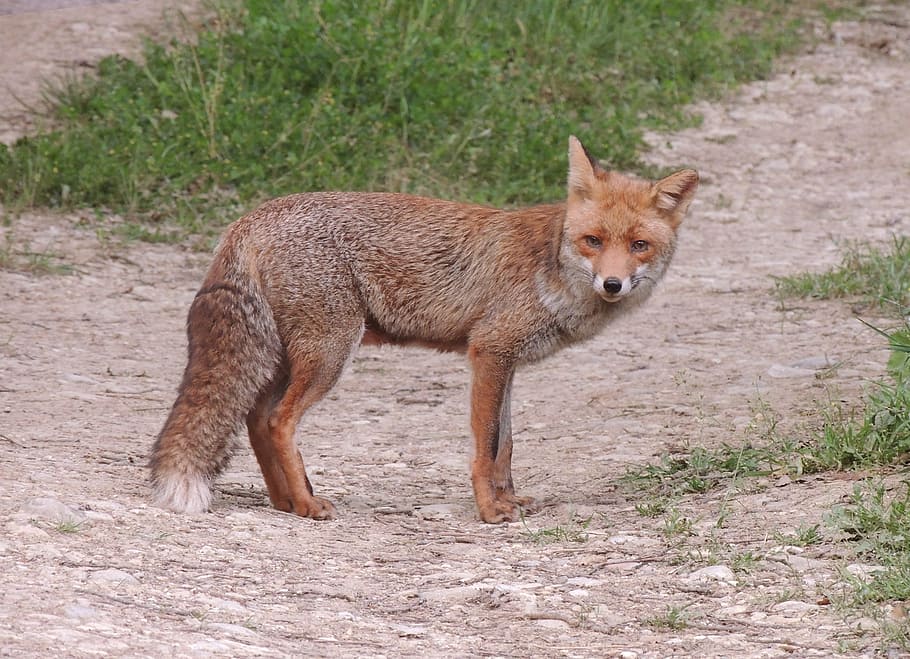 brown fox standing near grasses, animals, wild, animal wildlife HD wallpaper