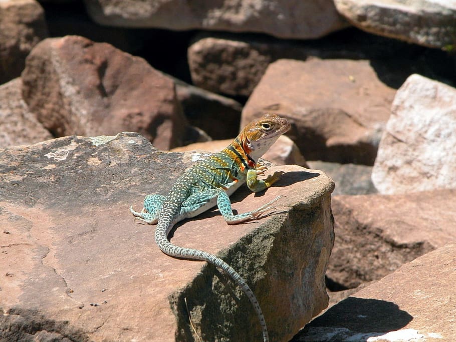 lizard, yellow headed, collared, wildlife, nature, reptile