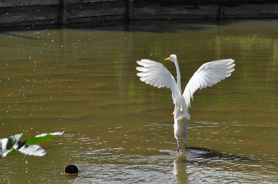 Bird, Pond, Nature, Animal, water, animal themes, spread wings HD wallpaper