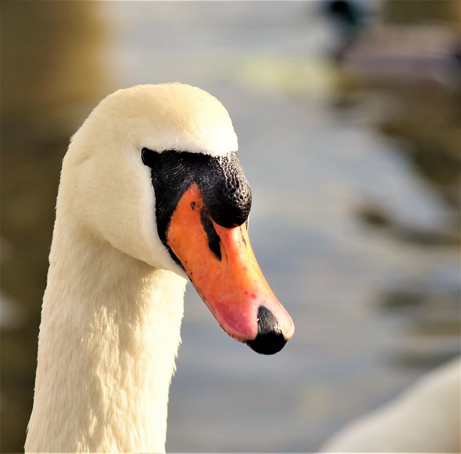swan, bird, feather, animal themes, animals in the wild, animal wildlife HD wallpaper