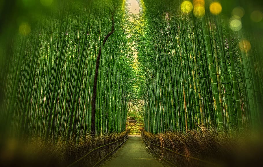 Scenic View of Bamboo Trees, blur, bokeh, bright, color, dawn HD wallpaper
