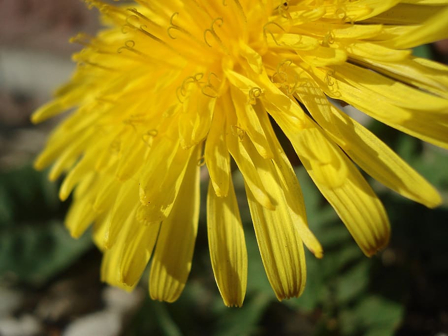 Dandelion, Blossom, Bloom, Plant, summer, nature, flower, close-up HD wallpaper