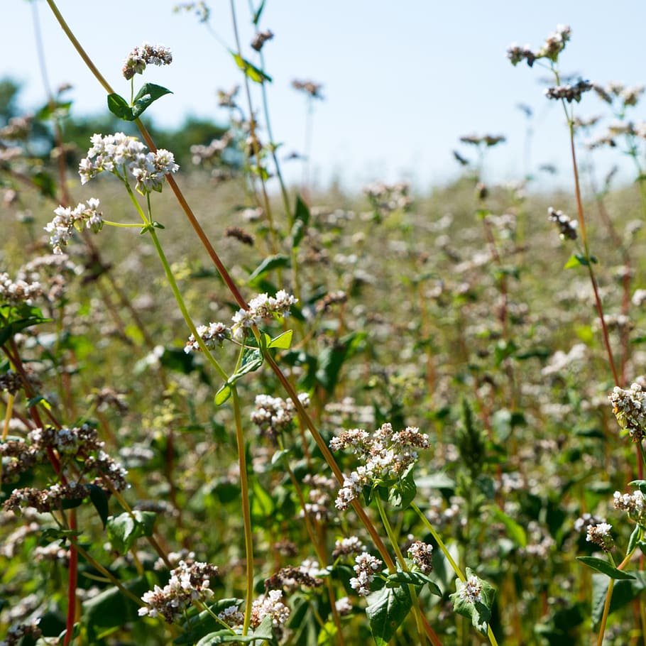 fields, buckwheat, nature, plant, growth, flower, beauty in nature HD wallpaper