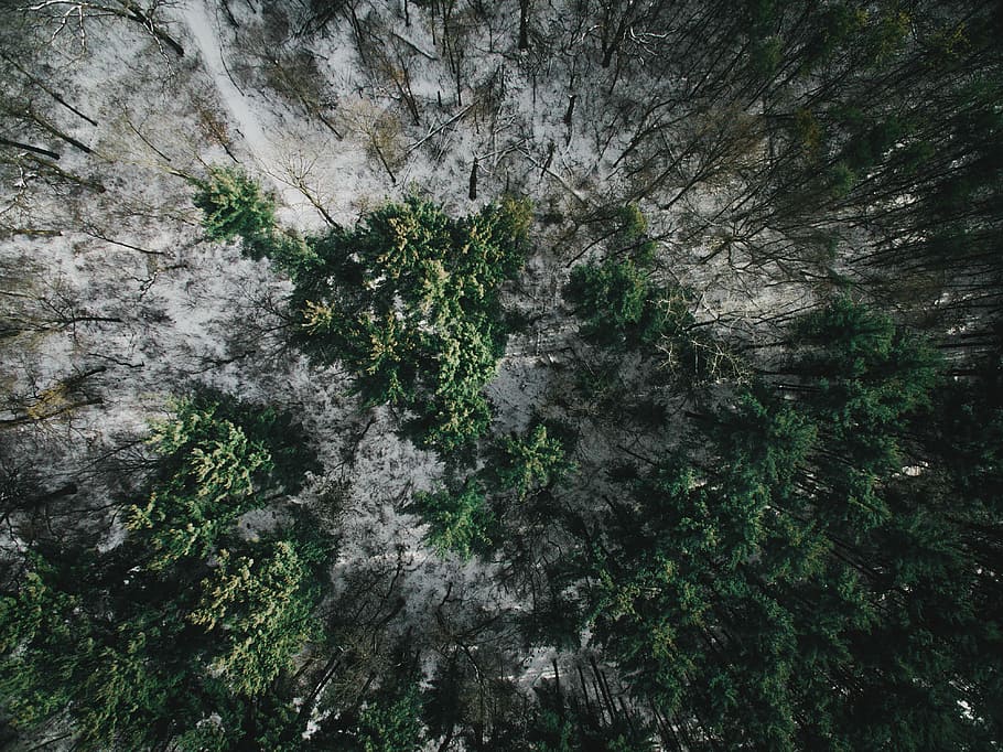 aerial view of forest during daytime, green leafed trees on gray land HD wallpaper