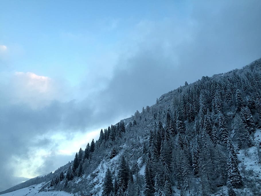 Winter, Snow, Wintry, Dream, winter dream, winter forest, cold temperature HD wallpaper