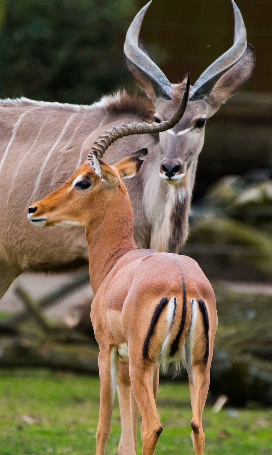 large kudu, antelope, africa, antler, african, savannah, young animal, HD wallpaper