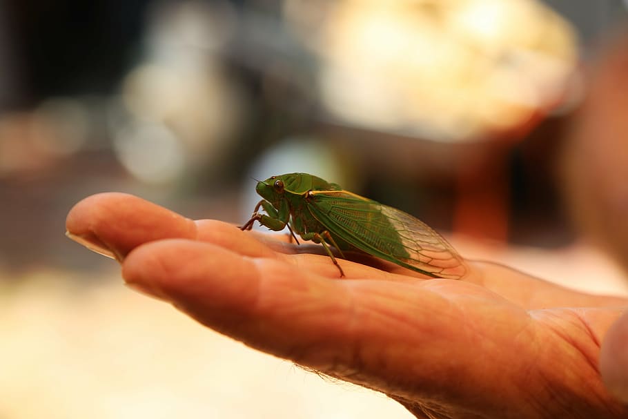 cicada, insect, bug, cicadidae, animal, nature, wildlife, close-up HD wallpaper