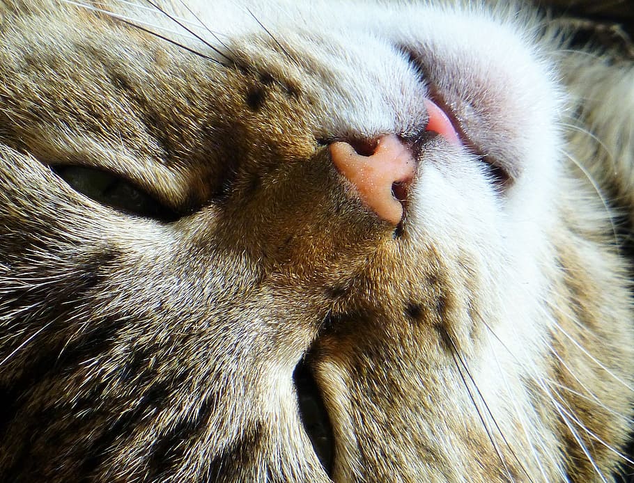 closeup photo of brown cat, cat face, sleepy, domestic cat HD wallpaper