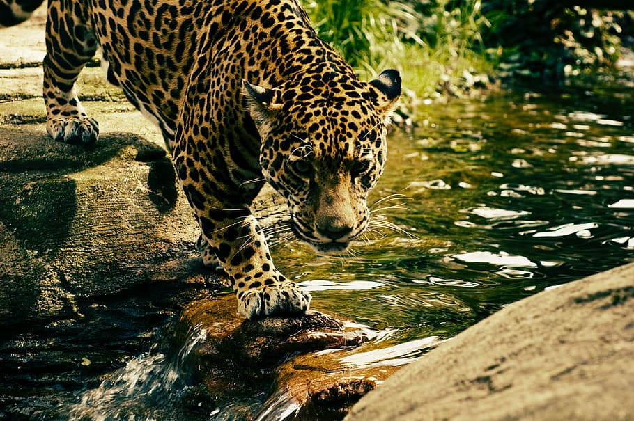 brown and black jaguar crossing river during daytime, nature