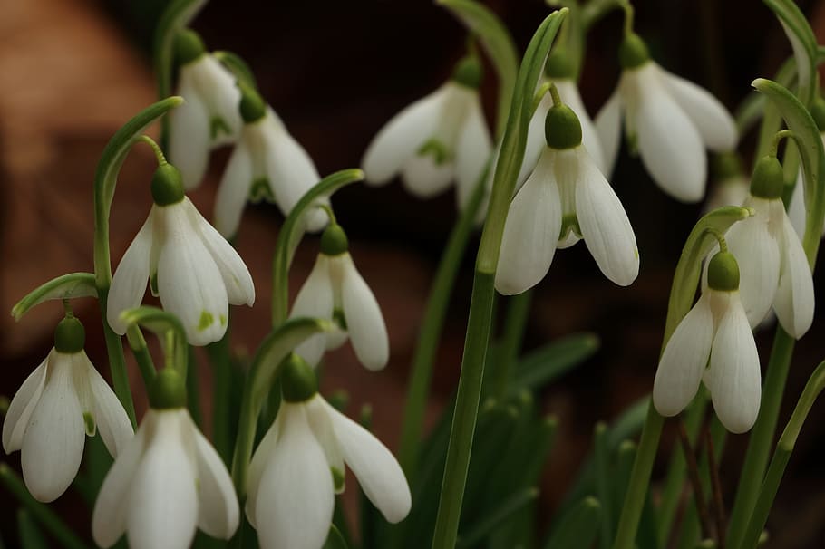 Snowdrop, Flower, Spring, White, Nature, close, flowers, plant, HD wallpaper