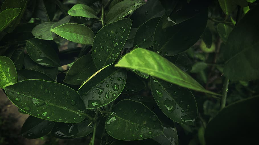 Green Leaves, dew, environment, nature, plant, rain, waterdrops HD wallpaper