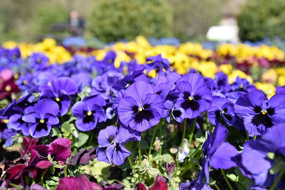 flowers, spring, plant, bloom, yellow flower, violet, blossom HD wallpaper