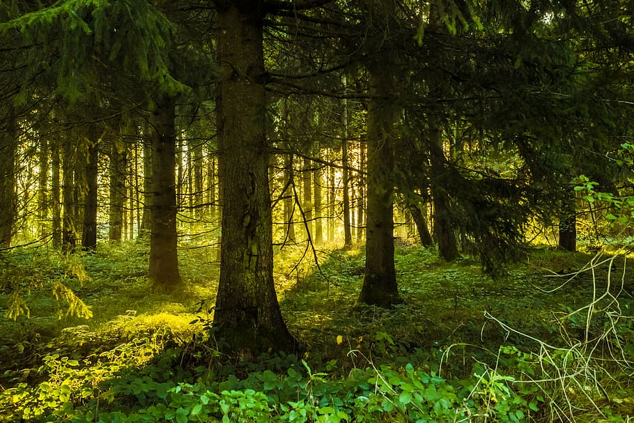 green leaf trees at daytime, forest, lighting, sunrise, nature HD wallpaper