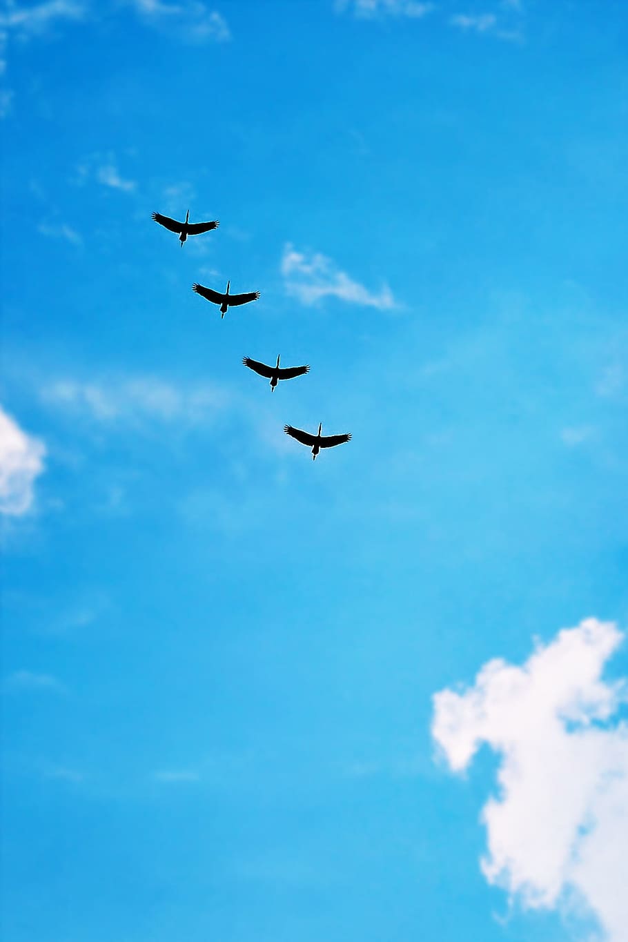Black Bird Under Blue Calm Sky during Daytime, animal, birds HD wallpaper