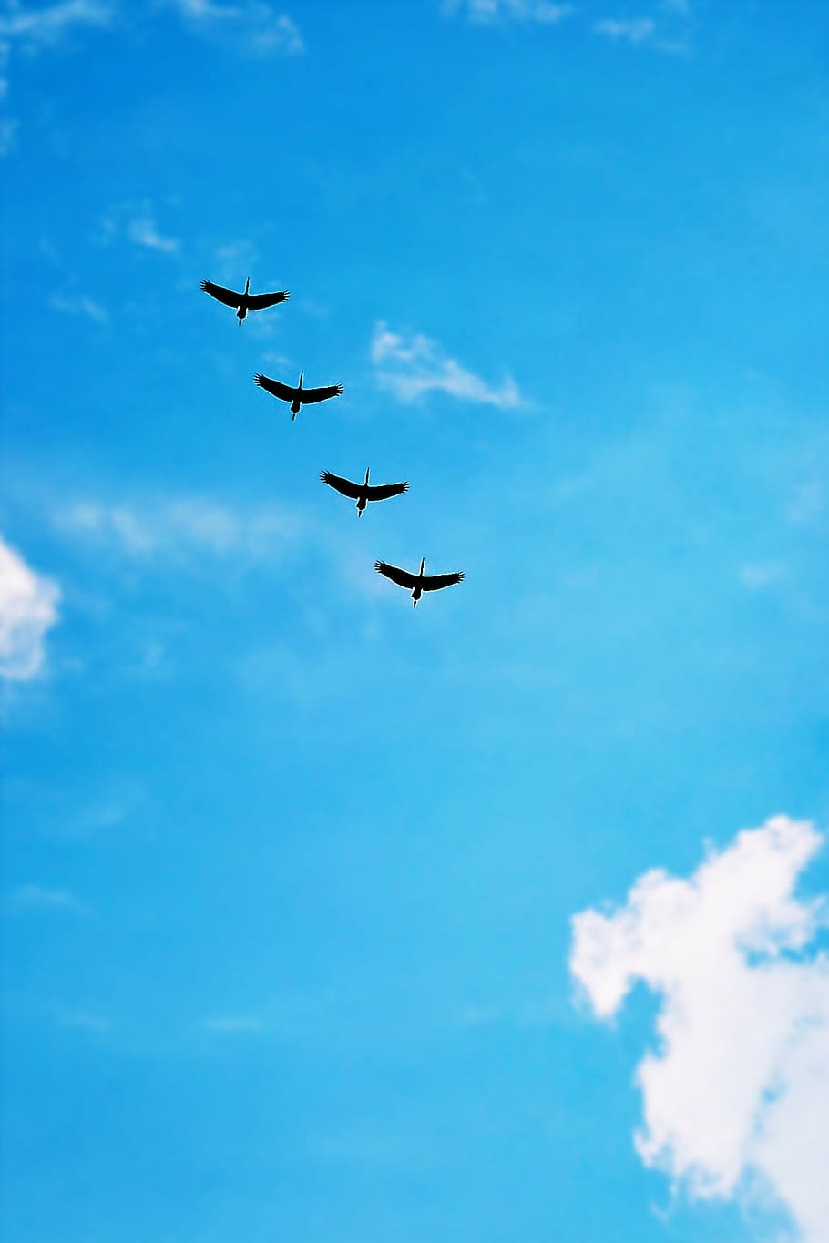 low angle photography of four flying egrets, birds, high fly HD wallpaper