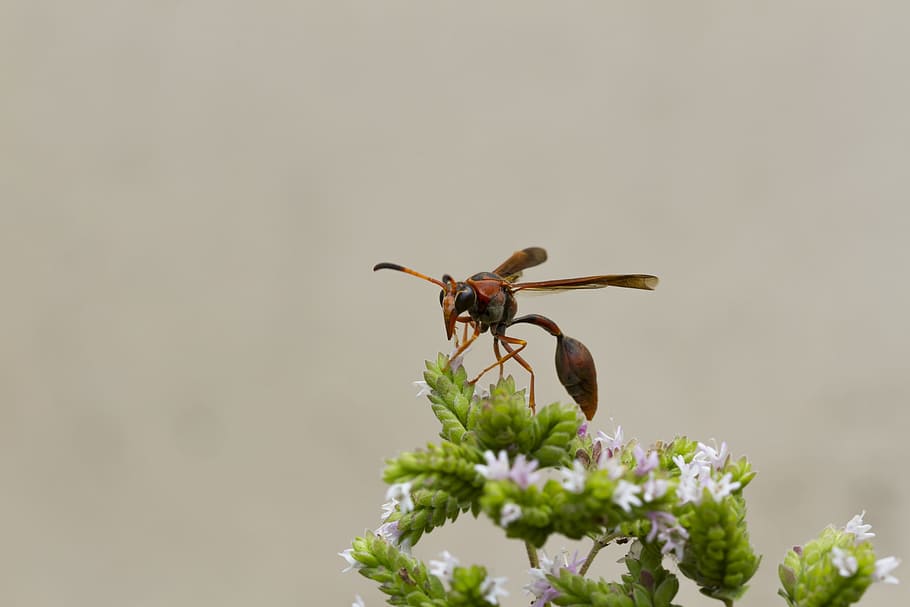 Vespa, Sting, Insect, Environment, nature, garden, flowers HD wallpaper