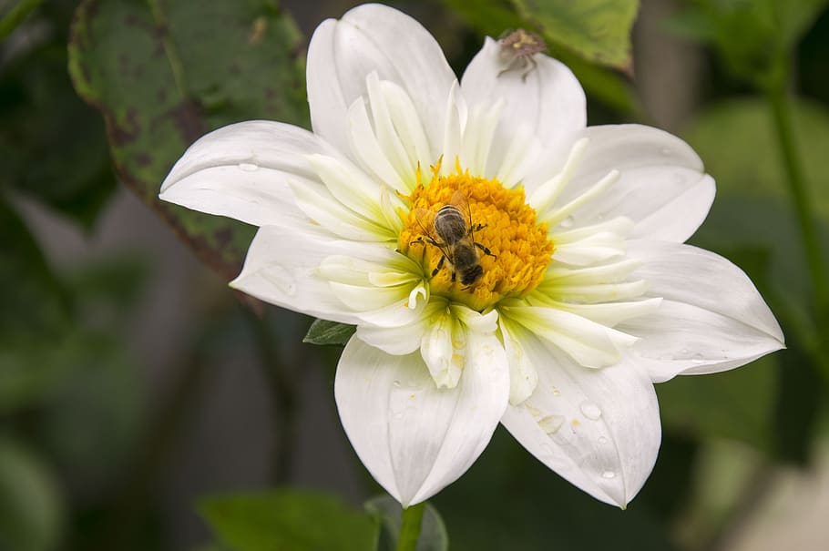 flower, white, close up, bee, flowering plant, fragility, petal HD wallpaper