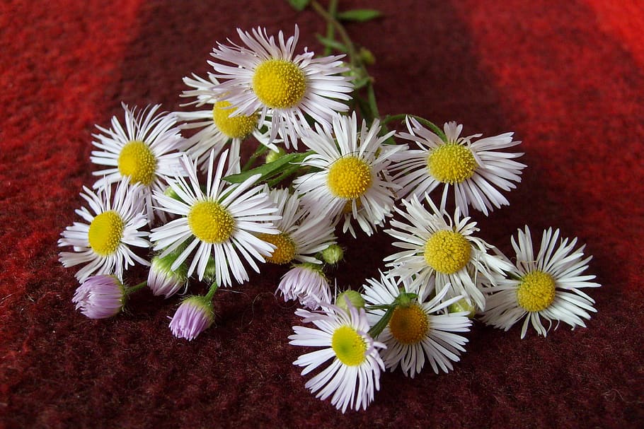 flowers, decoration, composition, flowering plant, freshness HD wallpaper