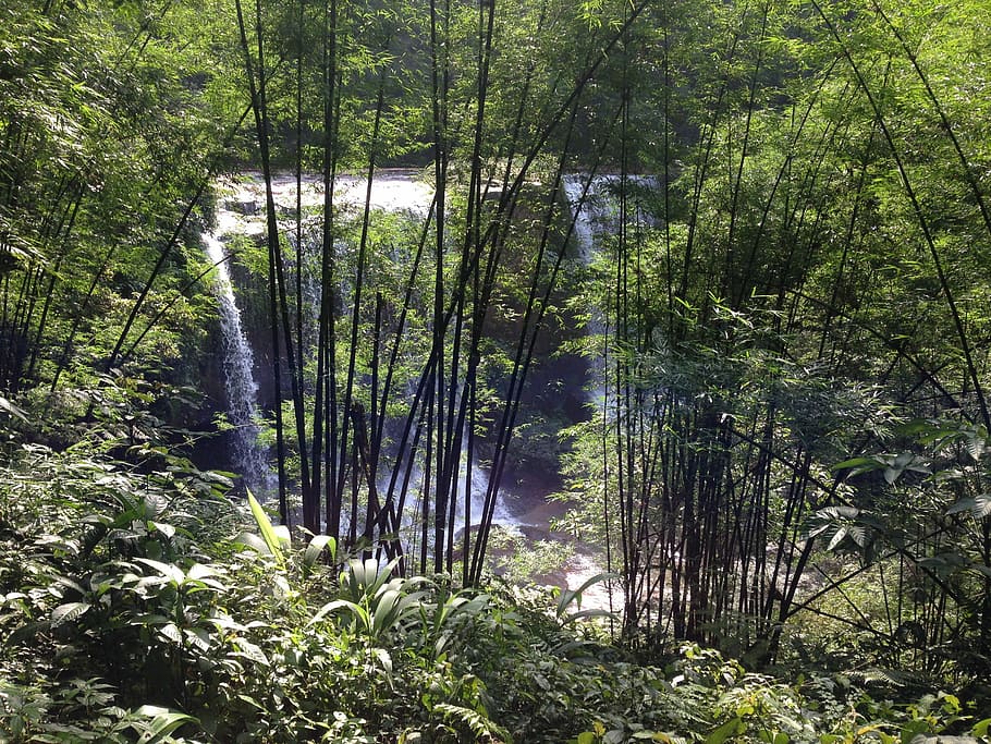 Chishui, Falls, Bamboo, forest, nature, tree, outdoors, no people HD wallpaper