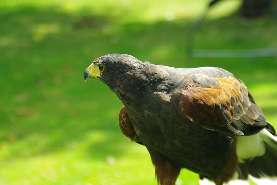 Hawk, Harris, Bird, Prey, Head, Beak, hunting, nature, carnivore HD wallpaper