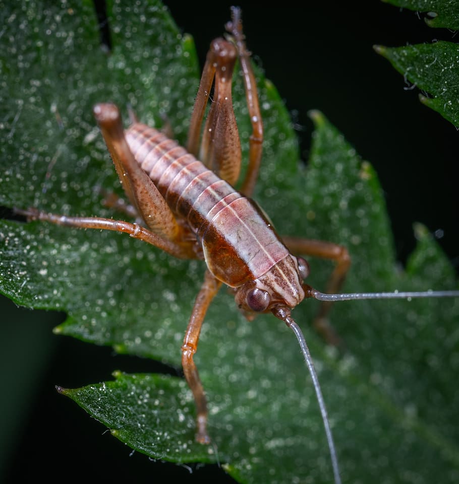 macro, insect, larva, grasshopper, animal themes, animal wildlife HD wallpaper