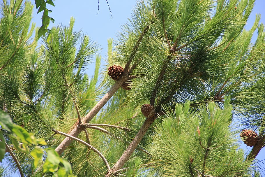 pine, tap, pine cones, nature, tree, pinus pinea, conifer, branch HD wallpaper